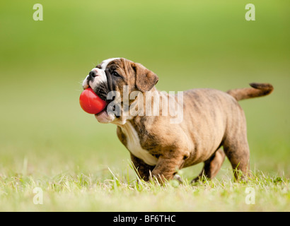 Kontinentale Bulldogge. Welpe auf einer Wiese, spielt mit einem Ball Stockfoto