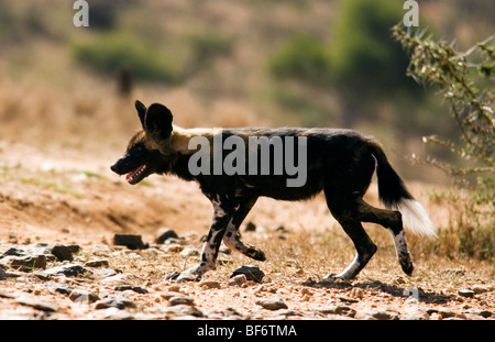 Afrikanischer Wildhund zu Fuß - El Karama Ranch - Laikipia Region, Kenia Stockfoto