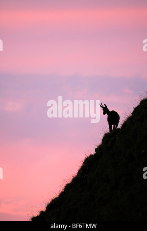 Gämsen (Rupicapra rupicapra) stehen auf einem steilen Hang, silhouettiert vor einem bunten Abendhimmel Stockfoto