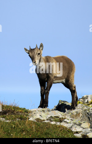 Steinbock - Cub auf Felsen stehend / Capra Ibex Stockfoto