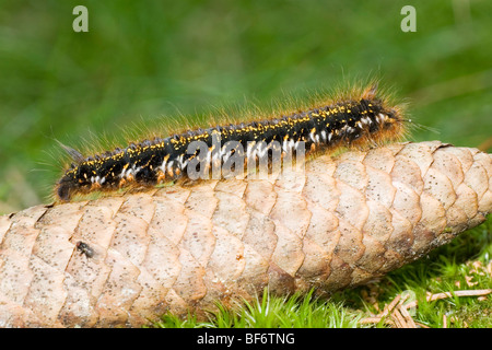 Trinker - Raupe auf Tanne Kegel / Euthrix Potatoria Stockfoto