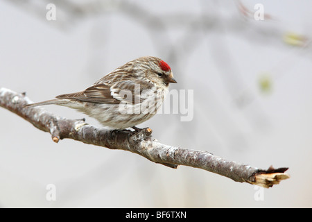 Gemeinsamen Redpoll auf AST / Acanthis Flammea Stockfoto