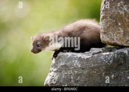 junge Steinmarder auf Stein / Martes Foina Stockfoto