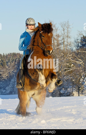 Junge Reiter auf der Rückseite eine Aufzucht Islandpferd Stockfoto