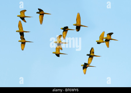 Golden-collared Macaw (Primolius auricollis). Herde im Flug Stockfoto