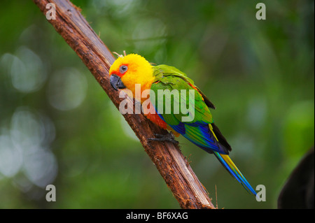 Jandaya Sittich auf AST / Aratinga Jandaya Stockfoto