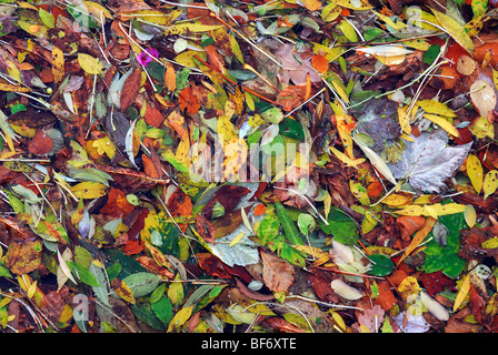 Herbstlaub auf Boden Stockfoto