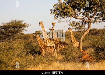 Giraffen - kleine Herde stehend / Giraffa Giraffe Stockfoto