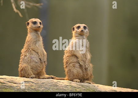 zwei Erdmännchen - stehend / Suricata Suricatta Stockfoto