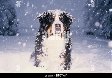 Berner Sennenhund - sitzen im Schnee Stockfoto