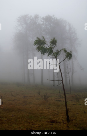 Nyanga Eastern Highlands Simbabwe Afrika Berge Landschaft Simbabwe Szenen, die Simbabwe Sehenswürdigkeiten Zimbabwe Reisen Stockfoto