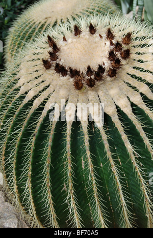 Detail einer goldenen Fass Kakteen Pflanze Stockfoto
