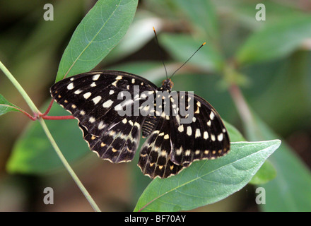 Der Erzherzog oder Hügel Erzherzog, Lexias Dirtea, Limenitidinae, Nymphalidae, Süd-Ost-Asien. (Weiblich) Stockfoto