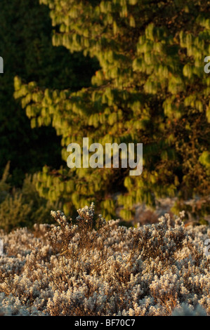 Nyanga Eastern Highlands Simbabwe reisen Simbabwe Simbabwe Sehenswürdigkeiten Tourismus Simbabwe Stockfoto