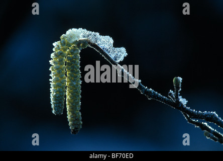 Gemeinsame Hasel, Corylus avellana Stockfoto