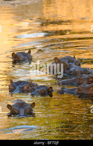 Herde von Flusspferden, Hippopotamus Amphibius in Fluss. Masai Mara National Reserve, Kenia. Stockfoto