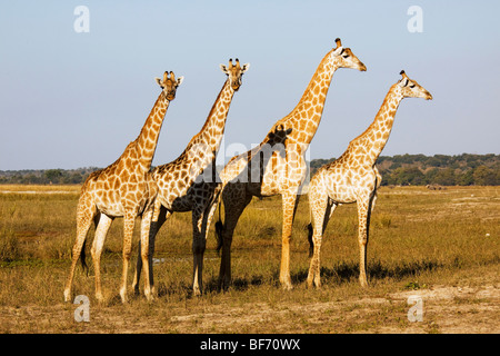 vier Giraffen - stehend / Giraffa Giraffe Stockfoto