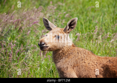 Eurasischen Elch, Elch (Alces Alces Alces), Porträt eines Kalbes, Schweden Stockfoto