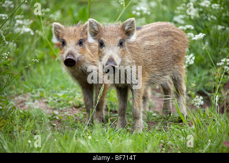 Wildschwein (Sus Scrofa), zwei Ferkel, stehend nebeneinander Stockfoto