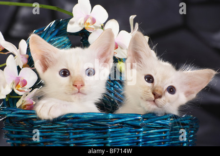 Balinesen und siamesische Katze - Kätzchen im Korb Stockfoto