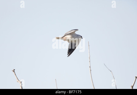 Schwarzen geflügelten Drachen, auch genannt Black geschultert Drachen Elanus Caeruleus Tarifa La Janda Andalusien Spanien September Stockfoto