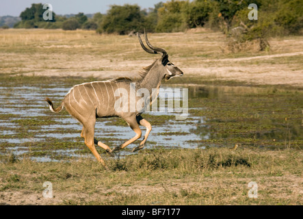 Große Kudu - laufen / Tragelaphus Strepsiceros Stockfoto