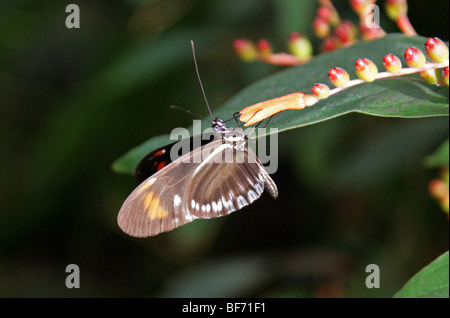 Postbote Schmetterling Heliconius Melpomene, Nymphalidae, Südamerika Stockfoto