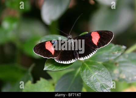 Postbote Schmetterling Heliconius Melpomene, Nymphalidae, Südamerika Stockfoto