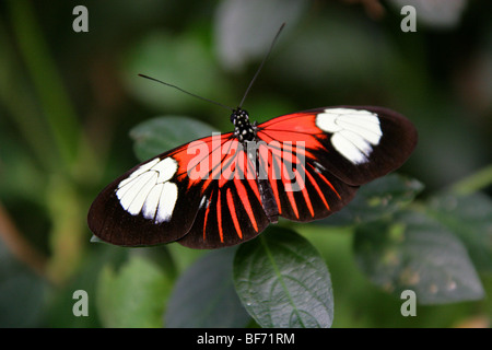 Postbote Schmetterling Heliconius Melpomene, Nymphalidae, Südamerika Stockfoto