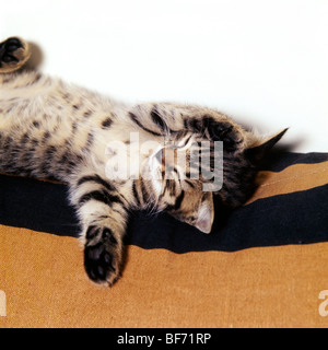 Braun Tabby Kurzhaar Kätzchen träumen Stockfoto
