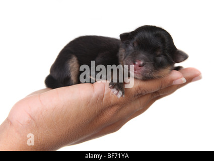 Niedlichen schwarzen Welpen schlafen in einer menschlichen Hand auf weiß Stockfoto