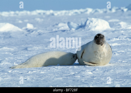 Grönlandrobbe, Phoca Groenlandica, Pagophilus groenlandicus Stockfoto