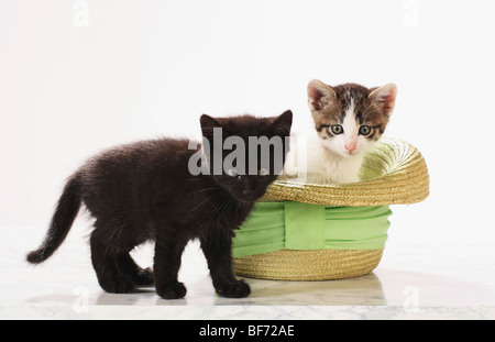 Hauskatze - zwei Kätzchen am Hut Stockfoto