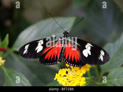 Postbote Schmetterling Heliconius Melpomene, Nymphalidae, Südamerika Stockfoto