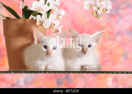 Balinesen und siamesische Katze - Kätzchen liegend Stockfoto