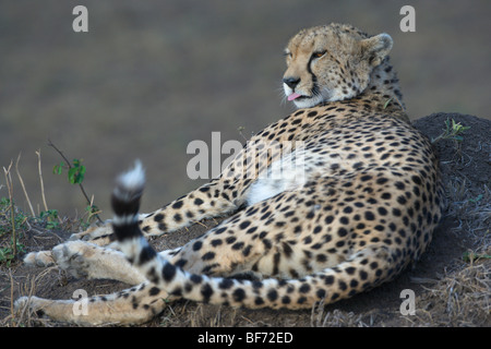 Weibliche Gepard, Acinonyx Jubatus, Verlegung auf eine Termite-Hügel. Masai Mara National Reserve, Kenia. Stockfoto