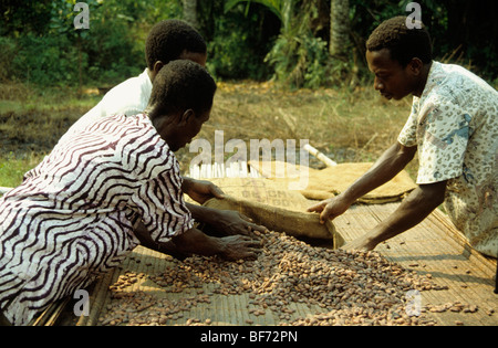 Trocknung Kakaofrüchte und Bohnen in Ghana im Rahmen der Produktion von Schokolade Afrika Stockfoto