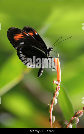 Postbote Schmetterling Heliconius Melpomene, Nymphalidae, Südamerika Stockfoto
