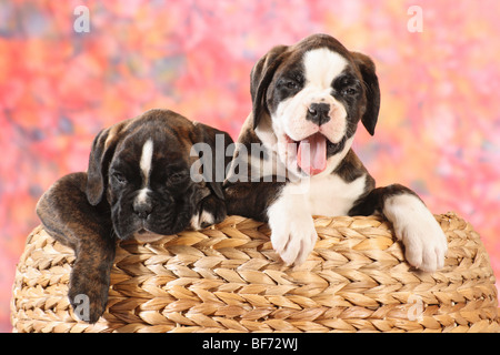 Boxer Hund - zwei Welpen im Korb Stockfoto