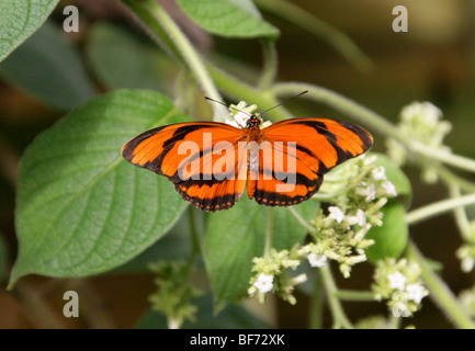 Eiche Tiger Schmetterling, Dryadula Phaetusa, auch bekannt als gebändert Orange Heliconian, Orange gebändert oder Orange Tiger Stockfoto