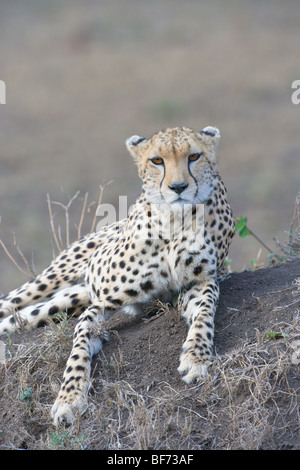 Weibliche Gepard, Acinonyx Jubatus, Verlegung auf eine Termite-Hügel. Masai Mara National Reserve, Kenia. Stockfoto