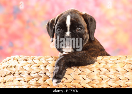Boxer Hund - Welpe im Korb Stockfoto