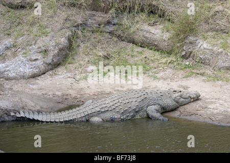 Nil-Krokodil, Crocodylus Niloticus, am Ufer des Flusses Talek ruht. Masai Mara National Reserve, Kenia. Stockfoto