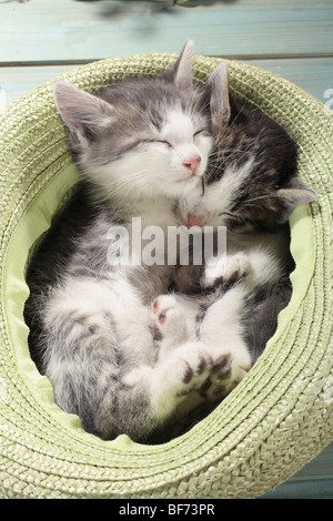 Hauskatze - zwei Kätzchen schlafen im Hut Stockfoto
