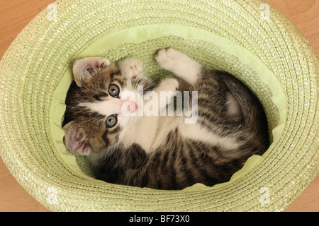 Hauskatze - Kätzchen im Korb liegen Stockfoto