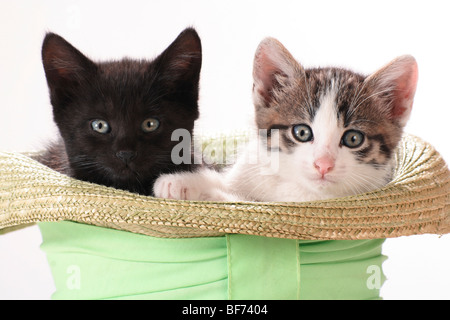 Hauskatze - zwei Kätzchen im Hut Stockfoto