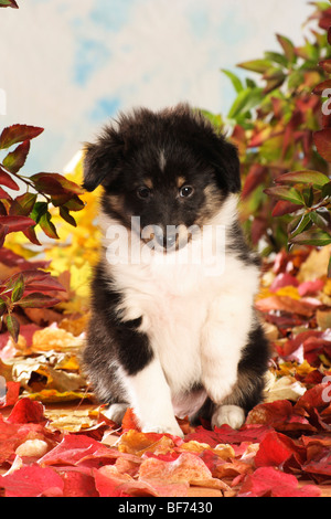 Sheltie Hund - Welpe sitzen im Laub Stockfoto