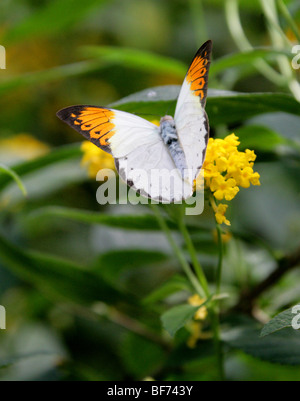 Weibliche Great oder Riesen Orange Tipp Schmetterling, Hebomoia Glaucippe, Süd-Ost-Asien und Australasien Stockfoto