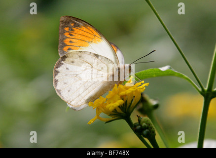 Weibliche Great oder Riesen Orange Tipp Schmetterling, Hebomoia Glaucippe, Süd-Ost-Asien und Australasien Stockfoto