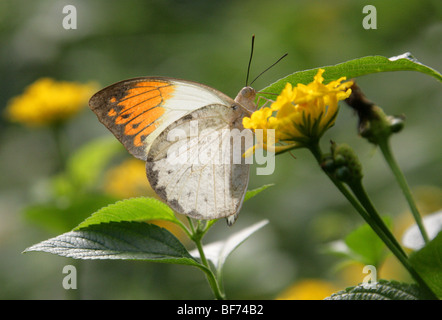 Weibliche Great oder Riesen Orange Tipp Schmetterling, Hebomoia Glaucippe, Süd-Ost-Asien und Australasien Stockfoto